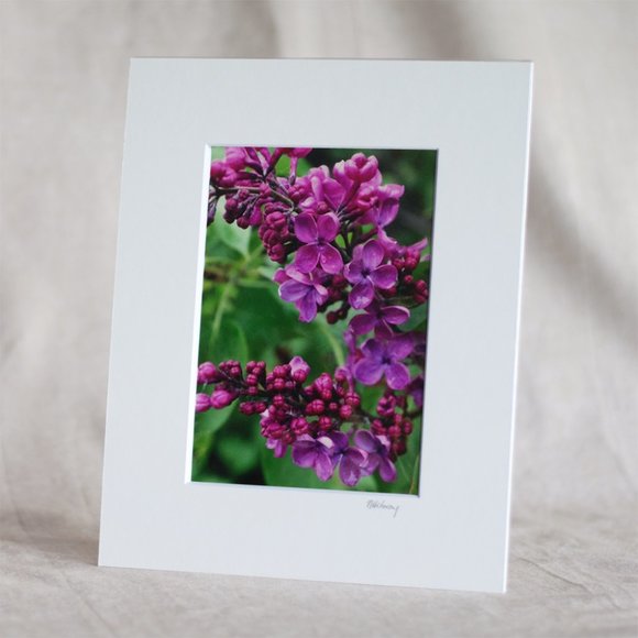 "Lilacs After the Rain" 5x7 Photography Print - Picture 1 of 3